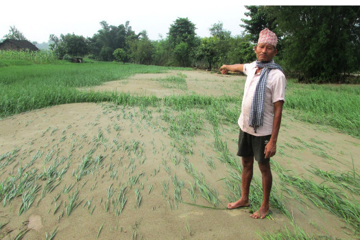 बाढीले धानबालीमा क्षति
